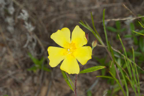 Helianthemum georgianum #6